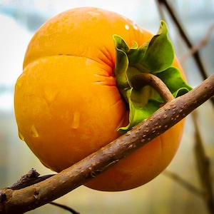 Persimmon Tree, (FRUITING AGE) Grafted - We do not ship to CA
