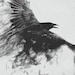 The Raven's Closet