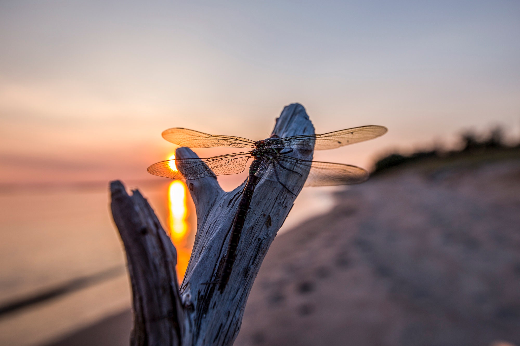 Dragonfly, Sunset, Insect, Wawa, Landscape, Lake Superior, Beach, Ontario, Canada, Pixeltrot,  ,,Wall Art
