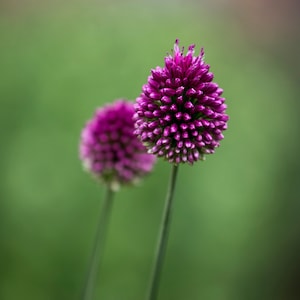 Flower, Drumstick Allium, Allium, Flower, Wild Flower, Floral, Botanical, Photograph, Pixeltrot,Wall Art