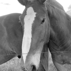 Black and white photographic print of beautiful horses