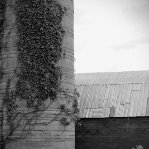 Black and white print of vine covered silo and rustic barn
