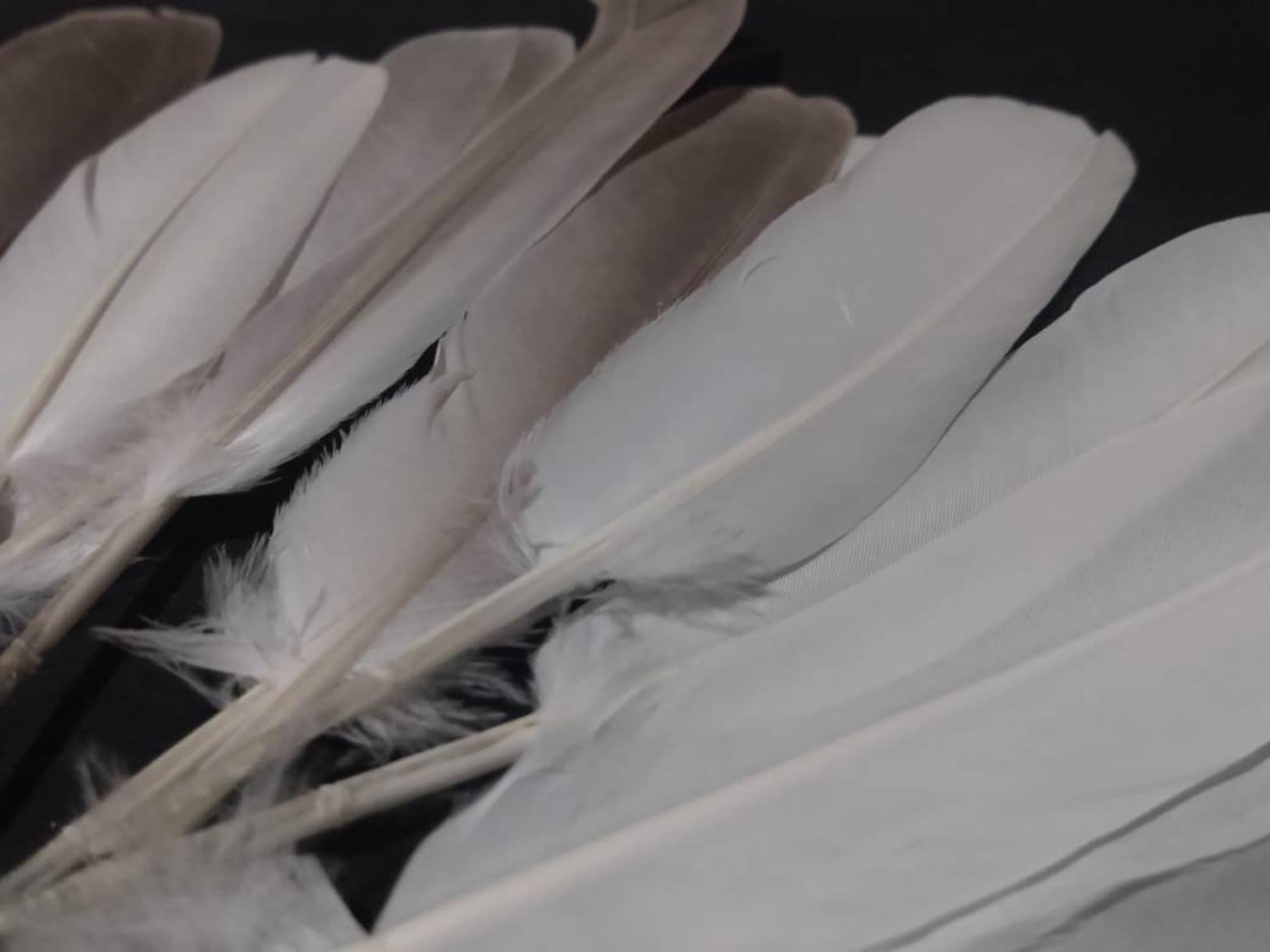 Dove Feathers Naturally Molted Etsy