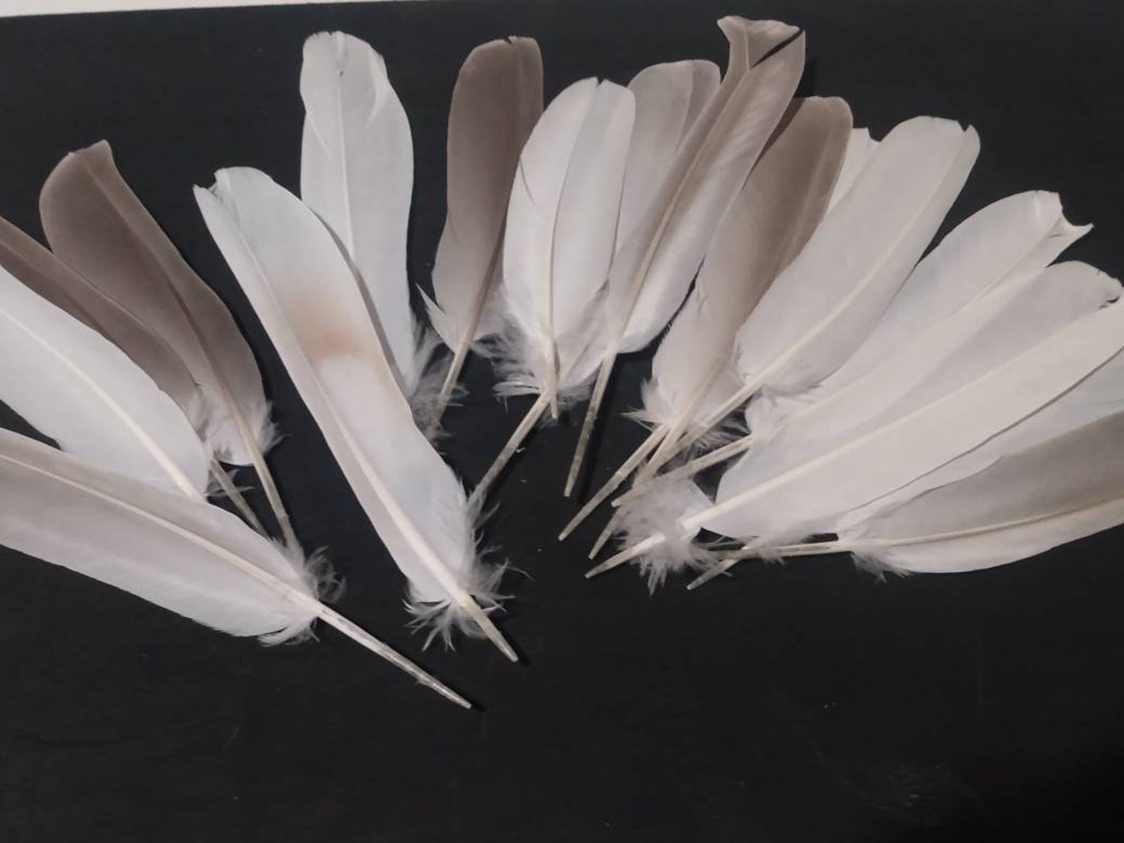 Dove Feathers Naturally Molted Etsy