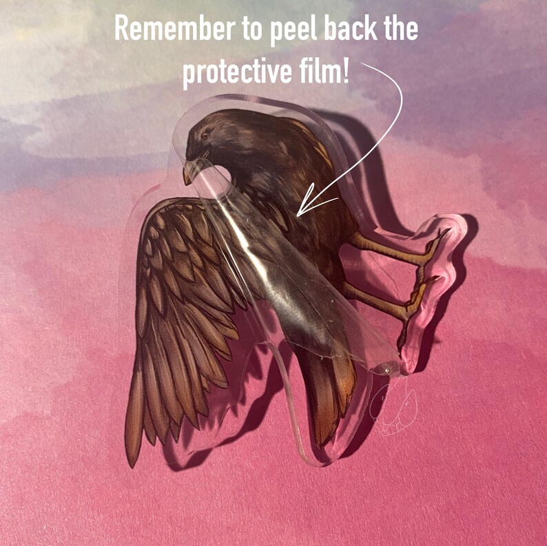 Puede incluir: Una pegatina acr&iacute;lica transparente con una ilustraci&oacute;n detallada de un p&aacute;jaro con plumas marrones y beige. Se est&aacute; despegando la pel&iacute;cula protectora, revelando la obra de arte. El texto en la parte superior dice: "&iexcl;Recuerda quitar la pel&iacute;cula protectora!"