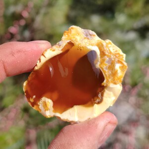 May include: A polished, natural opal gemstone with a rich, caramel-colored interior and a creamy, off-white exterior. The opal has a unique, organic shape, showcasing its natural formation. The gemstone is held in a hand, with a blurred background of green and pink.