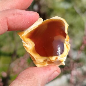 Wholesale Raw Honey Chalcedony Nodules 1 kg Rough for Cabbing Lapidary image 5