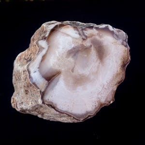 2 Lb 1 Oz Natural Rare Opalized Mirror Polished Petrified Wood Uv Reactive