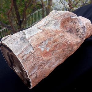 6 Lb 13 Oz Natural Rare Opalized Mirror Polished Big Petrified Wood Uv Reactive