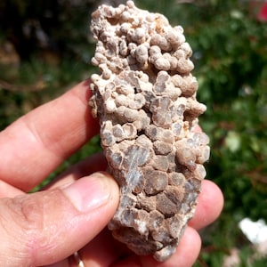 May include: A natural mineral specimen featuring a cluster of small, rounded formations in shades of beige and brown. The surface has a textured, bumpy appearance, with some areas showing crystalline structures. The specimen is held in a hand against a blurred green background.