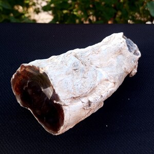 1 Lb 5 Oz Natural Rare Opalized Mirror Polished Big Petrified Wood Uv Reactive