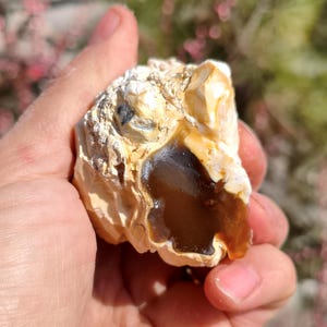 May include: A rough, natural stone with a mix of beige, tan, and brown hues. The stone has a smooth, glossy, amber-colored interior and a textured, layered exterior. The stone is held in a hand, with a blurred background of green and pink.
