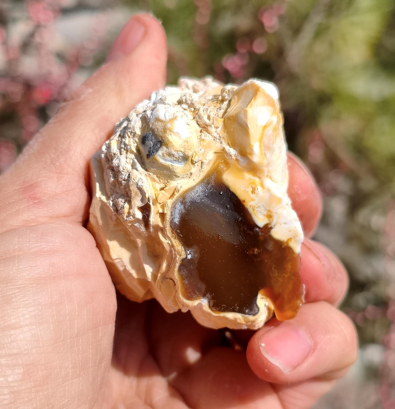 May include: A rough, natural stone with a mix of beige, tan, and brown hues. The stone has a smooth, glossy, amber-colored interior and a textured, layered exterior. The stone is held in a hand, with a blurred background of green and pink.