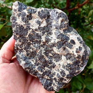 May include: A rough, irregularly shaped rock with a speckled pattern of black and off-white. The rock's surface has a textured appearance, with the dark areas appearing slightly raised. The overall color palette is a mix of dark gray and light beige.