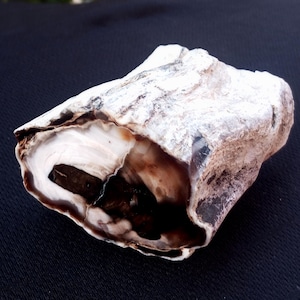 1 Lb 1 Oz Natural Rare Opalized Mirror Polished Big Petrified Wood Uv Reactive
