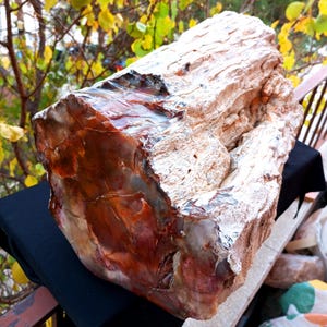 54 LB XXL Mirror Polished Rare Opalized Rainbow Big Petrified Wood Uv Reactive