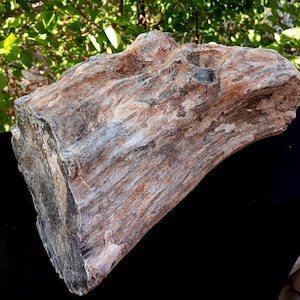May include: A substantial piece of petrified wood, displaying a mix of reddish-brown, grey, and black tones. The fossilised wood exhibits visible grain patterns and a rough, textured surface, indicative of its age and natural origin.