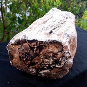 10 Lb 5 Oz Natural Rare Opalized Mirror Polished Big Petrified Wood Uv Reactive