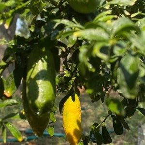 Yellow Finger lime seeds (20 seeds)