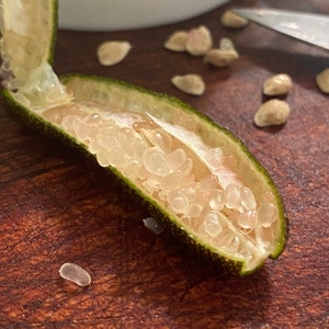 Australian Finger Lime Seeds (20 seeds)