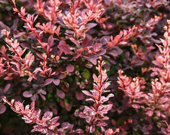 Rose Glow Barberry Plant Etsy