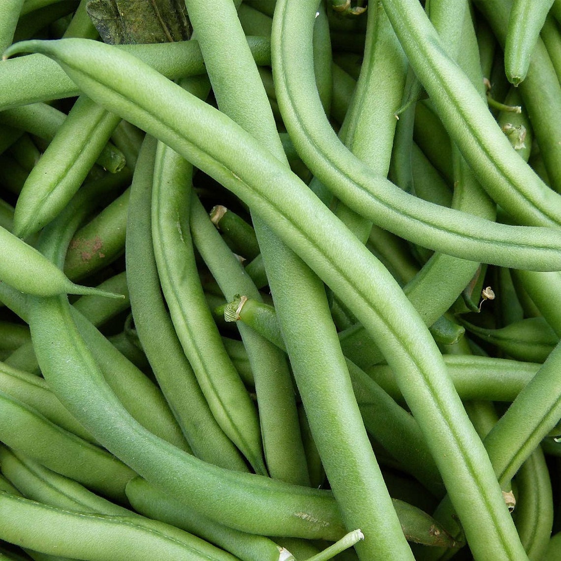 Blue Lake Green Bean Seed one pound 1000 seeds Etsy
