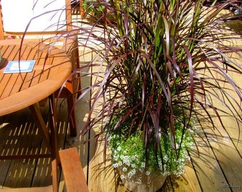 Purple Fountain Grass, plants, FREE shipping