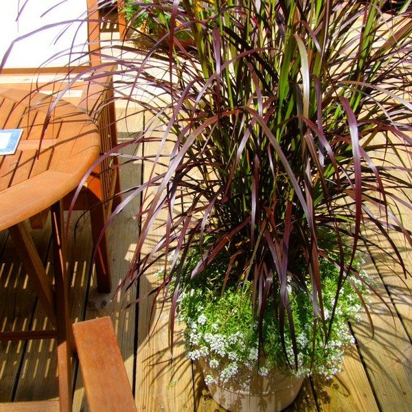 Purple Fountain Grass, plants, FREE shipping