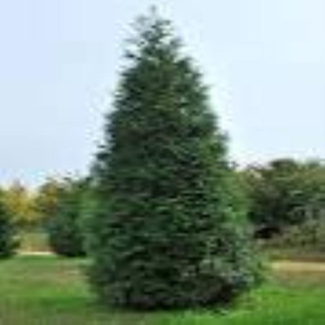 Green Giant Arborvitae, una de hasta 20 plantas, de hoja perenne vertical,  envío GRATIS - Etsy México, image size:1080x1080