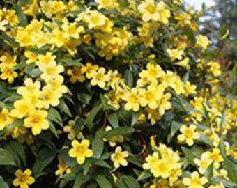 Carolina Jasmine, yellow flowering vine, FREE shipping