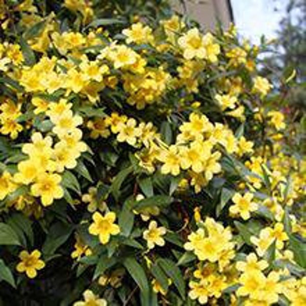 Carolina Jasmine, yellow flowering vine, FREE shipping