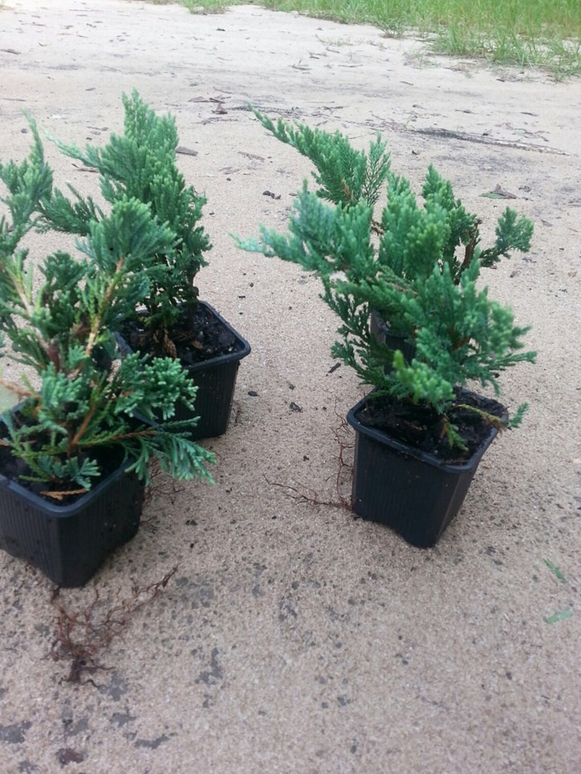 Blue Rug Juniper Five up to 100 Plants Good for Bonsai Etsy