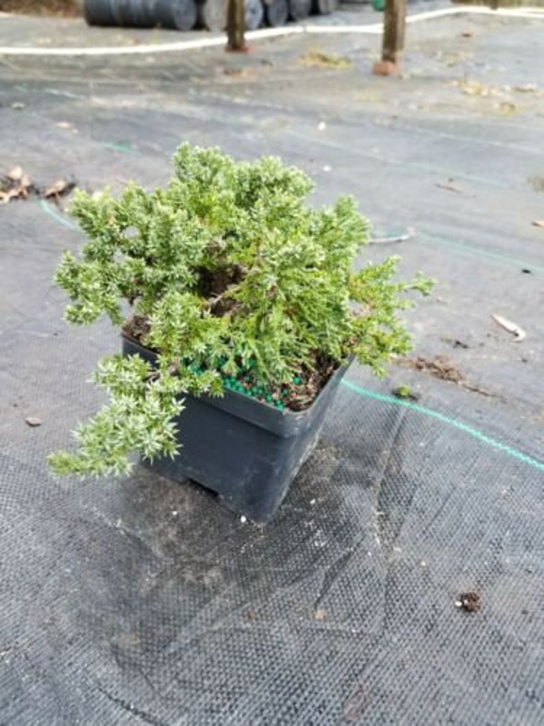 Procumbens Nana Juniper Good for Bonsai Etsy
