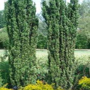 Japanese Sky 'Pencil Holly', evergreen upright, one to 100 plants, FREE delivery afbeelding 1