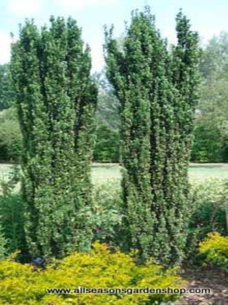 Japanese Sky 'Pencil Holly', evergreen upright, one to 100 plants, FREE delivery afbeelding 1