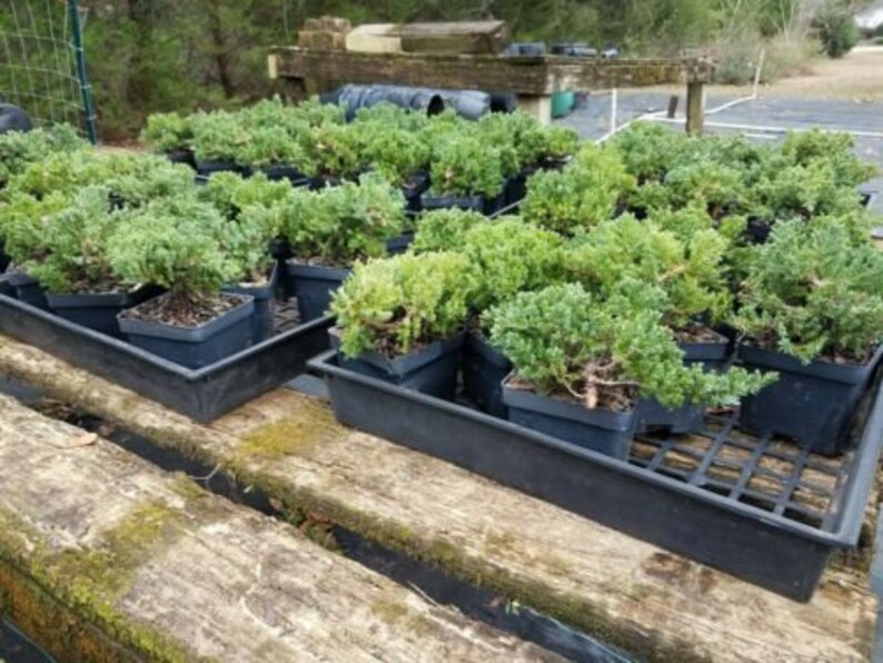 Procumbens Nana Juniper Good for Bonsai Etsy