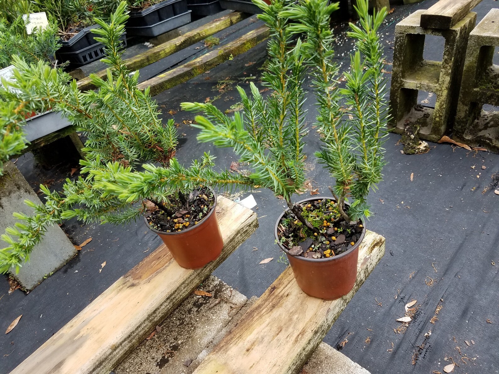 Blue Pacific Juniper Five up to 100 plants good for bonsai Etsy