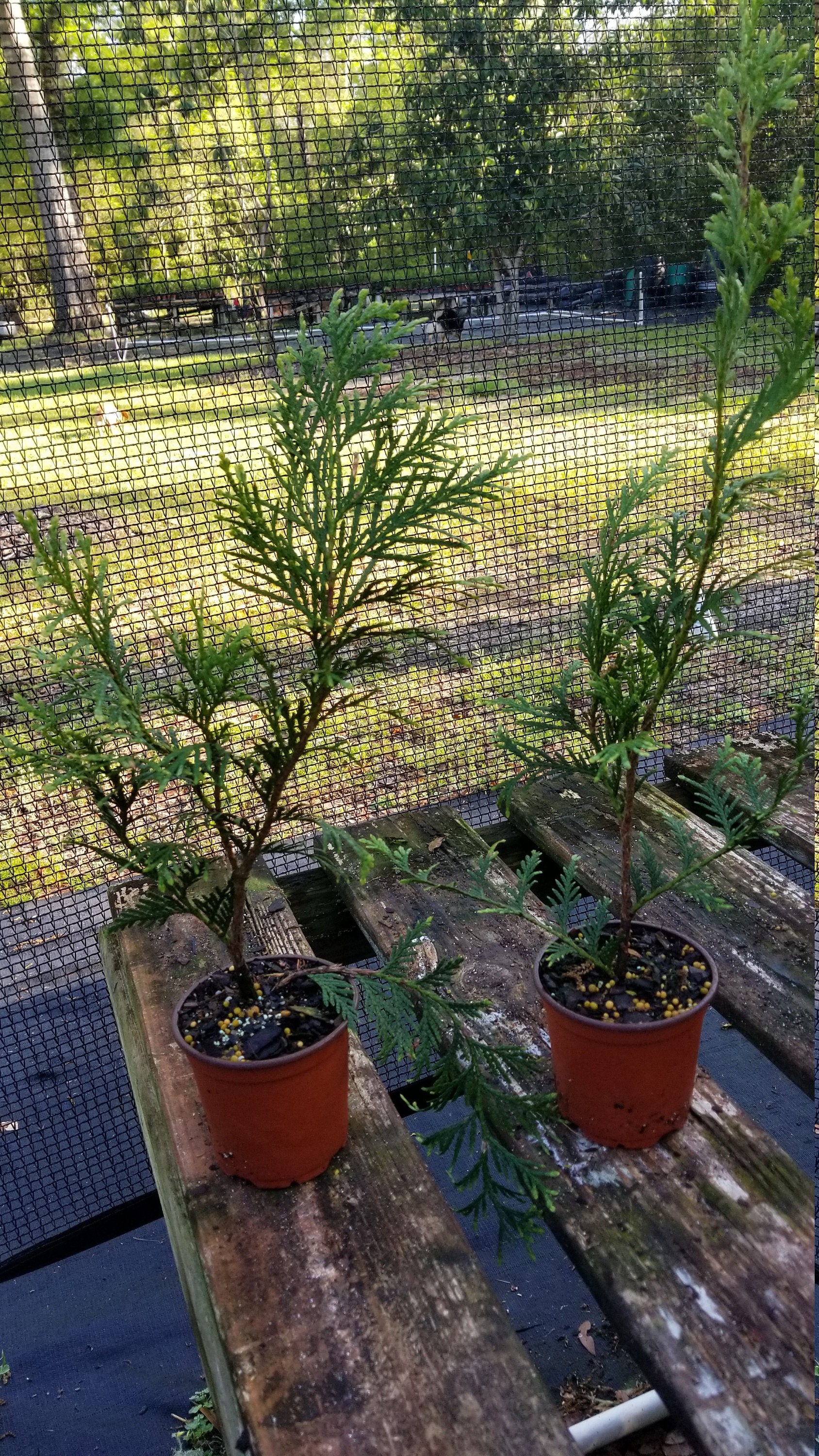 Green Giant Arborvitae, una de hasta 20 plantas, de hoja perenne vertical,  envío GRATIS - Etsy México, image size:1688x3000