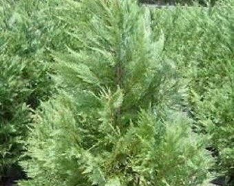 Leyland Cypress, fast growing evergreen plant, 5 to 100 plants, FREE delivery