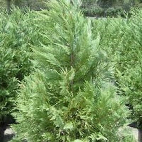 Leyland Cypress, fast growing evergreen plant, 5 to 100 plants, FREE delivery