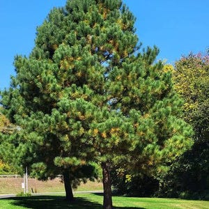 May include: A large, mature pine tree with dense, dark green needles and patches of golden-brown foliage, standing prominently in a grassy field under a clear, bright blue sky. The tree has a thick, textured brown trunk and a wide, rounded canopy.