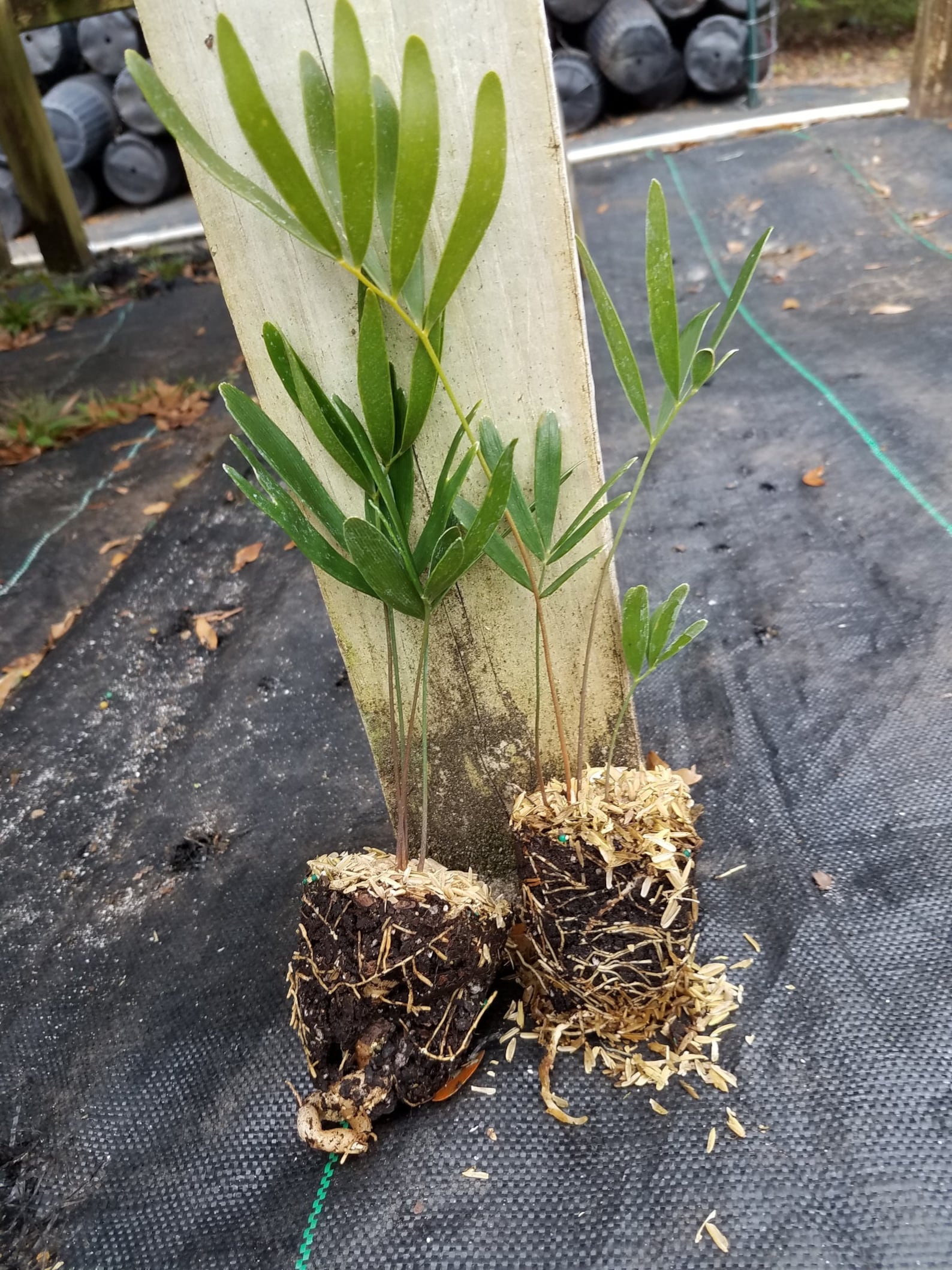 Coontie Palms FIVE Plants FREE Delivery Etsy