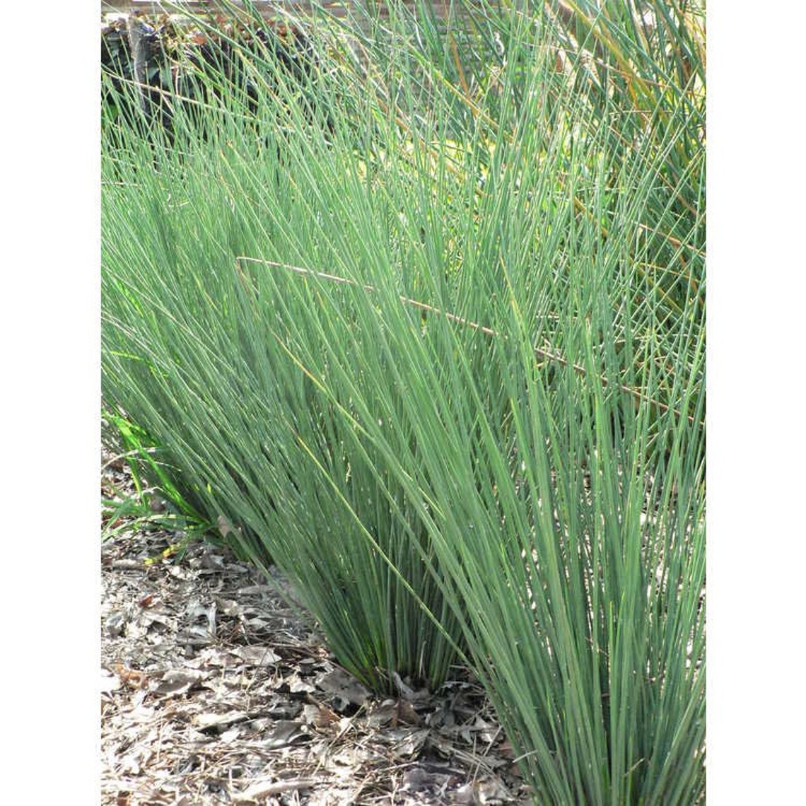 Juncus Blue Arrow Grass FIVE plants Etsy