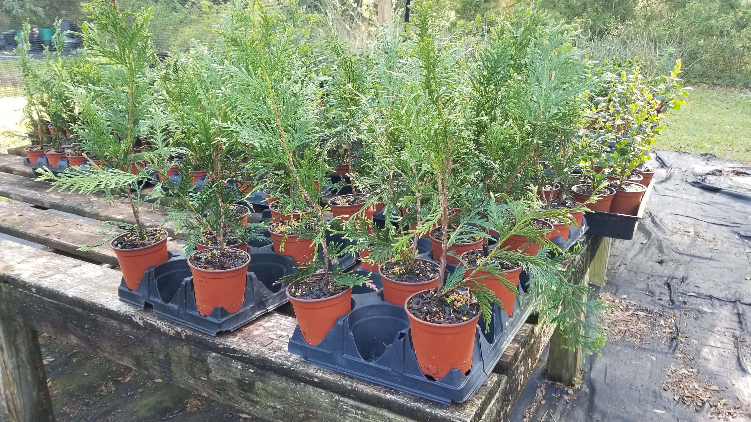 Green Giant Arborvitae, una de hasta 20 plantas, de hoja perenne vertical,  envío GRATIS - Etsy México, image size:3000x1688