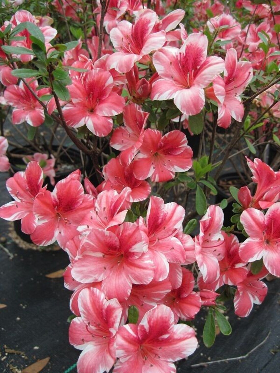 Dogwood Azalea shrub plants multicolor flowers Etsy