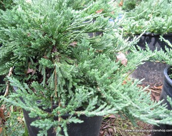 Blue Rug Juniper, Five up to 100 plants, good for bonsai