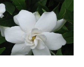 Frost Proof Gardenia, white flowering evergreen