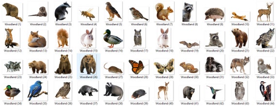 Wild Animals Real Pictures 41 Forest Animals Flash (Instant Download) 