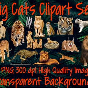 Raubkatzen Clipart Set 89 PNG 300 dpi PNG transparente Hintergrundbilder Sofortiger digitaler Download Clip Art Tiere Tiger Löwen Geparden Pumas