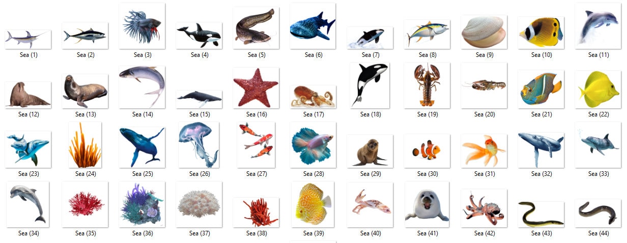 Sea Creatures Clipart Set 84 PNG 300 dpi PNG Transparent | Etsy